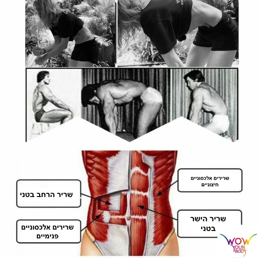 שרירי הבטן ותרגיל הוואקום